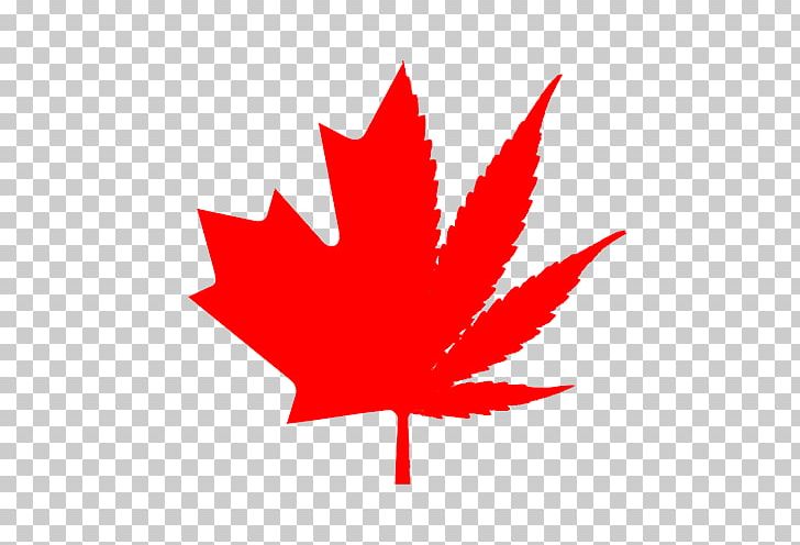 Flag Of Canada Maple Leaf PNG, Clipart, Canada, Drawing, Flag Of Canada, Flower, Flowering Plant Free PNG Download