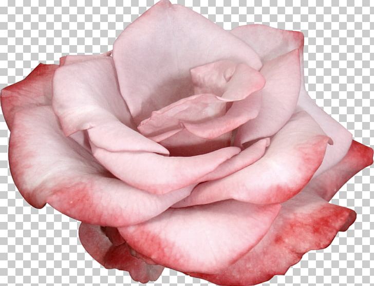 Garden Roses Flower PNG, Clipart, Cut Flowers, Editing, Flower, Flowering Plant, Flowers Free PNG Download