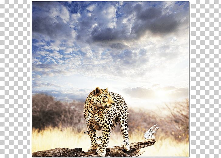 Leopard Warrior: A Journey Into The African Teachings Of Ancestry PNG, Clipart, Animals, Art, Big Cats, Carnivoran, Cat Like Mammal Free PNG Download