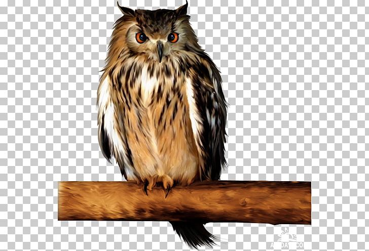 Little Owl Barn Owl Tawny Owl PNG, Clipart, Animal, Animals, Barn Owl, Barred Owl, Beak Free PNG Download