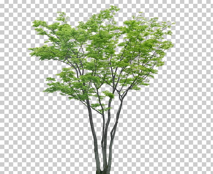 Tree Project PNG, Clipart, Branch, Building, Deciduous, House, Information Free PNG Download