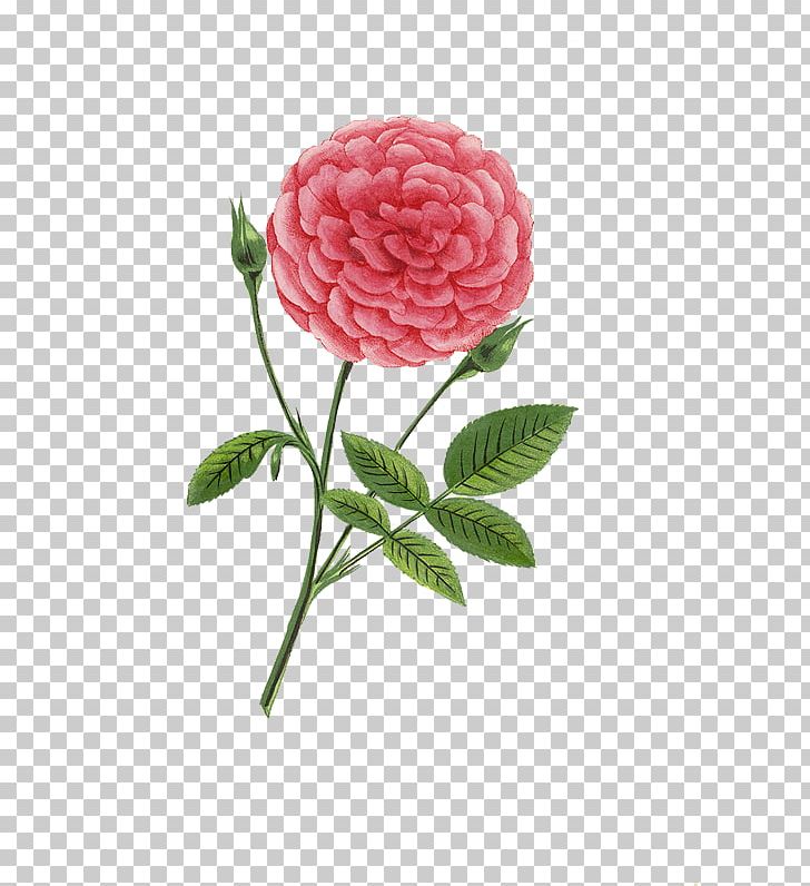 Cut Flowers Garden Roses Centifolia Roses Camellia PNG, Clipart, Blossom, Camellia, Centifolia Roses, Cut Flowers, Dahlia Free PNG Download