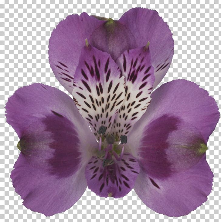 Lily Of The Incas Tesselaar Alstroemeria Town Granada Rome PNG, Clipart, 17 October, Alstroemeria, Alstroemeriaceae, Facebook Inc, Florence Free PNG Download