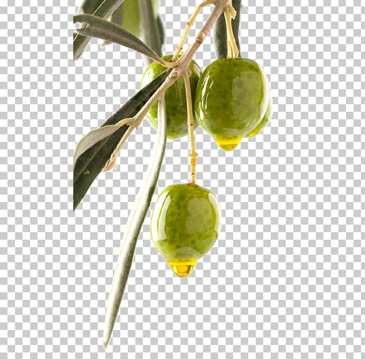 Olive Oil Can Stock Photo Olive Branch PNG, Clipart, Branch, Can Stock Photo, Food, Food Drinks, Fruit Free PNG Download