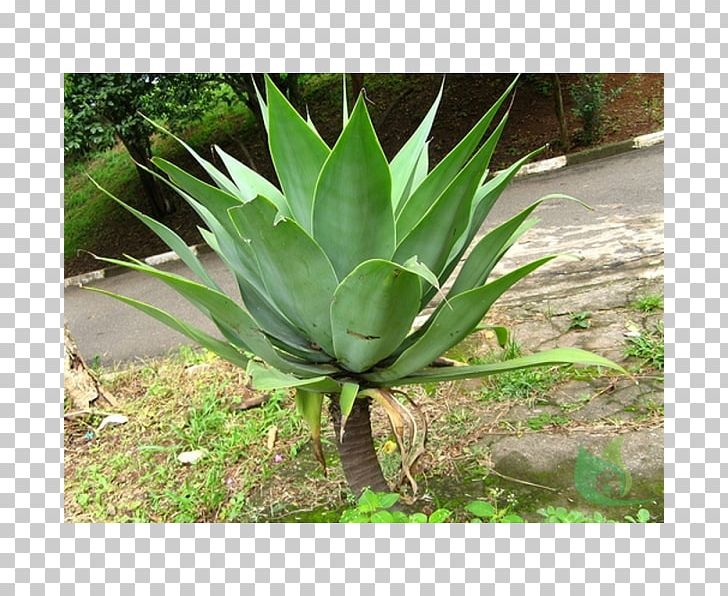Agave Azul Foxtail Agave Century Plant Tequila PNG, Clipart, Agave, Agave Azul, Aloe, Aloe Vera, Aquatic Plants Free PNG Download