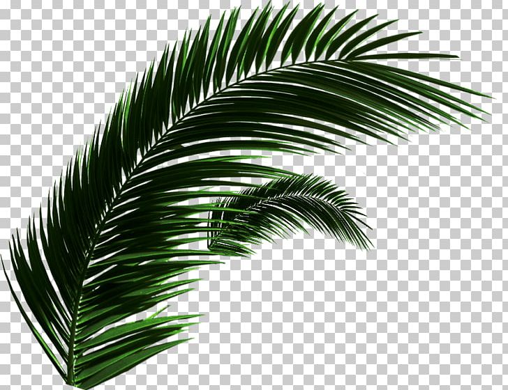 Asian Palmyra Palm Babassu Oil Palms Date Palm Arecaceae PNG, Clipart, Arecaceae, Arecales, Asian Palmyra Palm, Attalea, Attalea Speciosa Free PNG Download