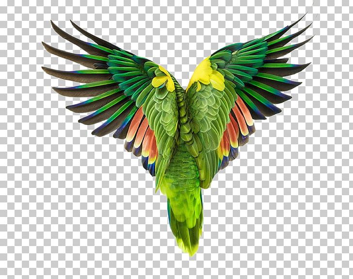 Bird Wisdom: Peace School Of Visual Arts Photographer PNG, Clipart, Animals, Art, Artist, Arts, Back Free PNG Download