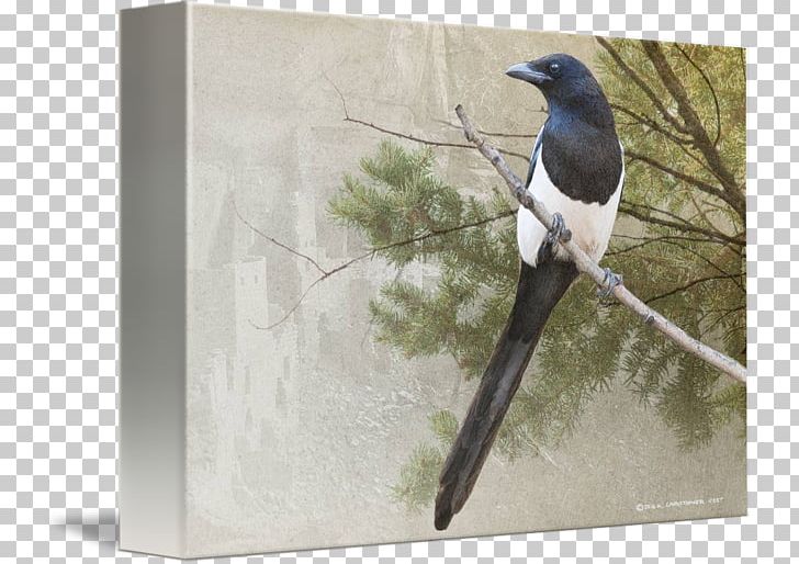 Eurasian Magpie Beak Feather PNG, Clipart, Beak, Bird, Crow Like Bird, Eurasian Magpie, Fauna Free PNG Download