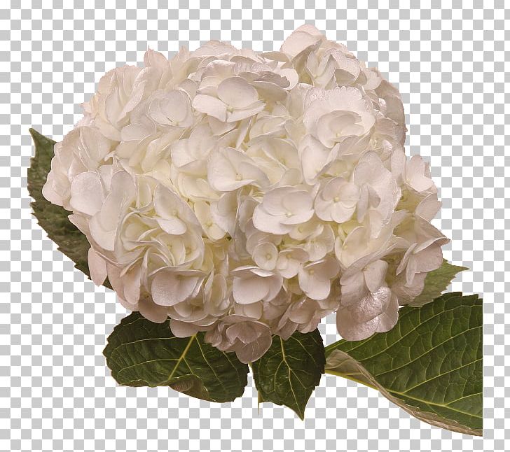 Hydrangea Cut Flowers Floral Design Petal PNG, Clipart, Amethyst, Centifolia Roses, Cornales, Cut Flowers, Floral Design Free PNG Download
