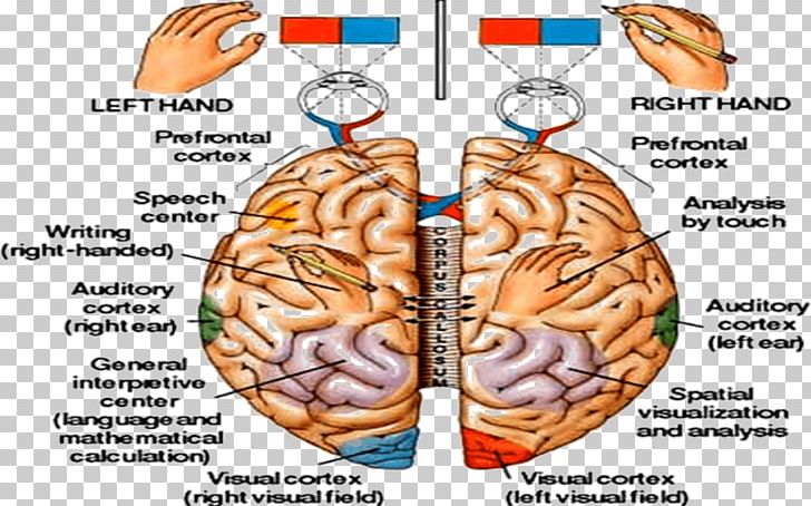 Human Brain Central Nervous System Physiology Anatomy PNG, Clipart, Abdomen, Anatomy, Aphasia, Brain, Brodmann Area Free PNG Download