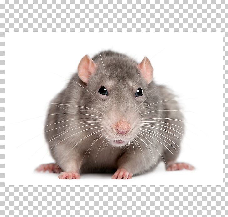 Brown Rat Black Rat Rodent Mouse Laboratory Rat PNG, Clipart, Animal, Animals, Black Rat, Brown Rat, Dog Free PNG Download
