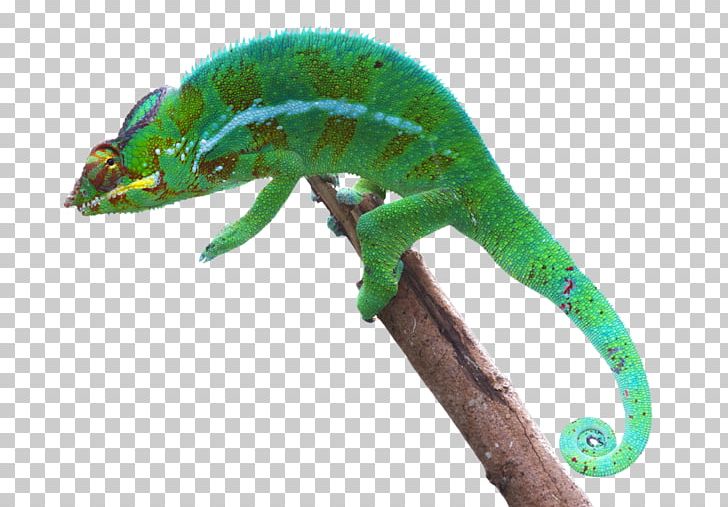 Chameleons Reptile Lizard Panther Chameleon Owl PNG, Clipart, Animal, Animals, Barn Owl, Caiman, Chameleon Free PNG Download