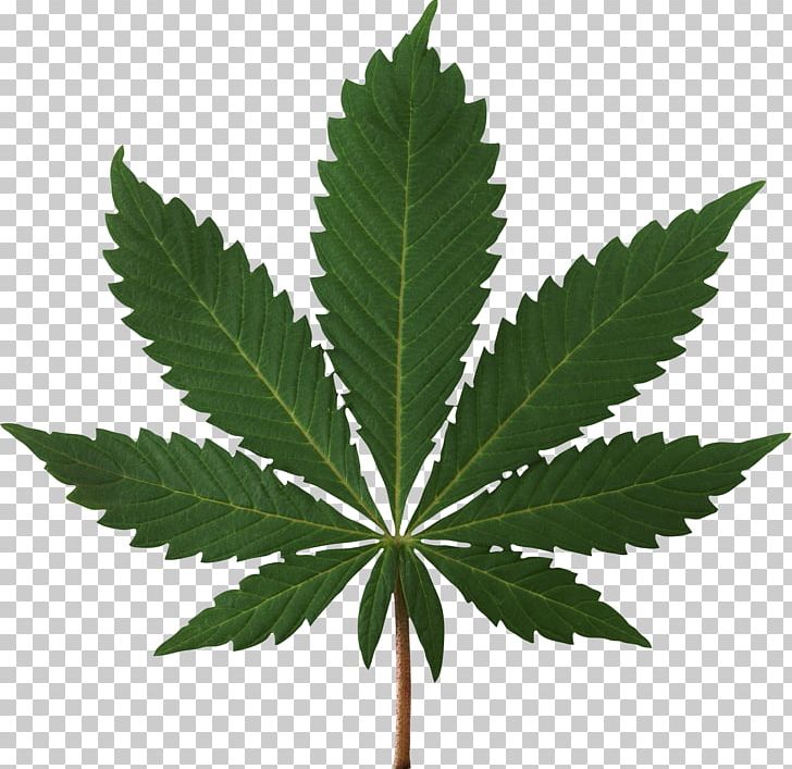 Medical Cannabis Legality Of Cannabis Cannabis Smoking PNG, Clipart, Canna, Cannabis, Cannabis Cultivation, Cannabis Png, Cannabis Ruderalis Free PNG Download