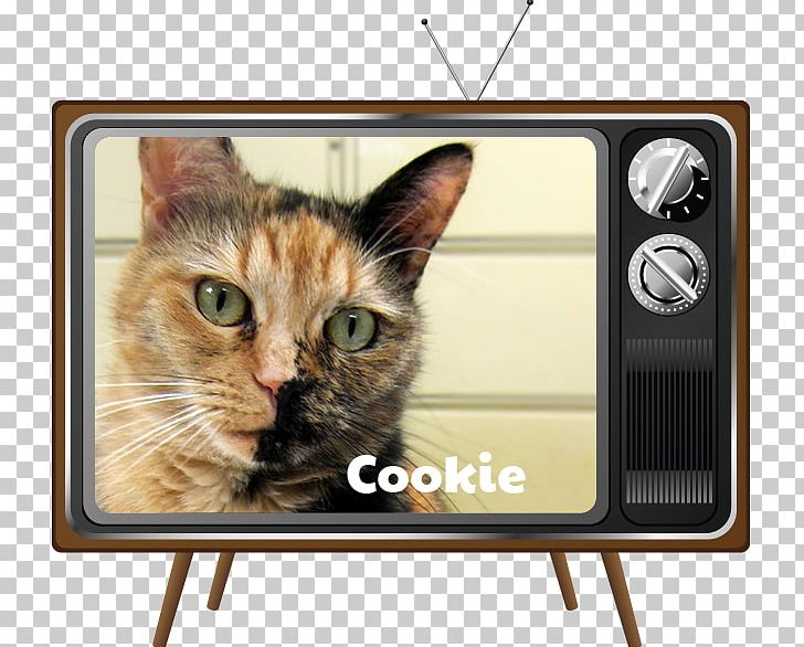 Whiskers Cat Television Kitten Dog PNG, Clipart,  Free PNG Download