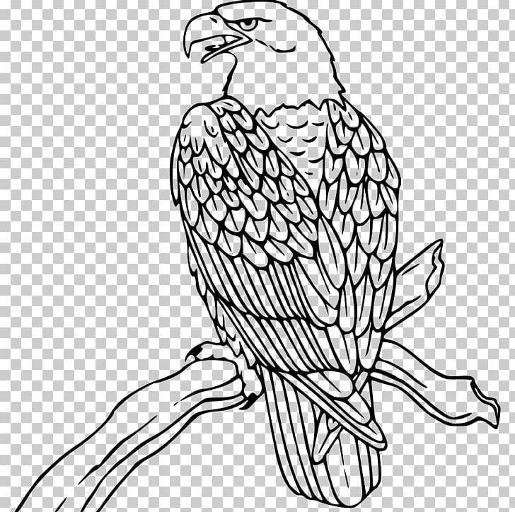 Bald Eagle PNG, Clipart, Art, Artwork, Beak, Bird, Bird Of Prey Free PNG Download