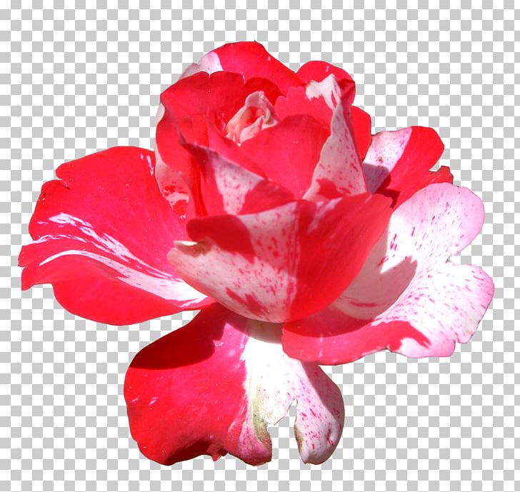 Flower Rose PNG, Clipart, China Rose, Desktop Wallpaper, Encapsulated Postscript, Floribunda, Flower Free PNG Download