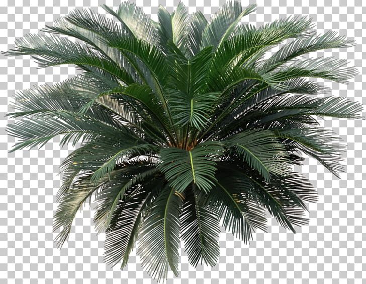 Sago Palm Cycad Houseplant Arecaceae PNG, Clipart, Arecaceae, Arecales, Attalea Speciosa, Borassus Flabellifer, Coconut Free PNG Download
