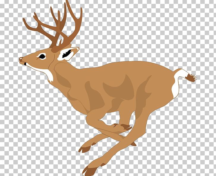 White-tailed Deer PNG, Clipart, Antler, Deer, Deer Hunting, Elk, Fauna Free PNG Download