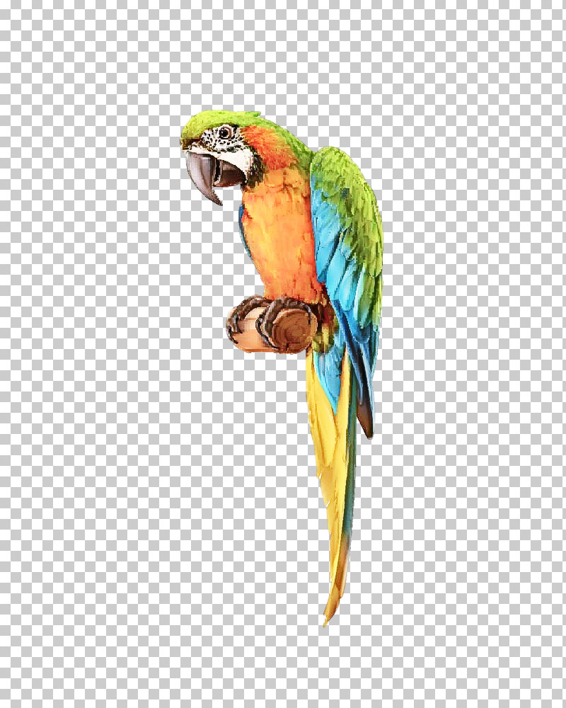 Bird Macaw Beak Parrot Parakeet PNG, Clipart, Beak, Bird, Budgie, Macaw, Parakeet Free PNG Download