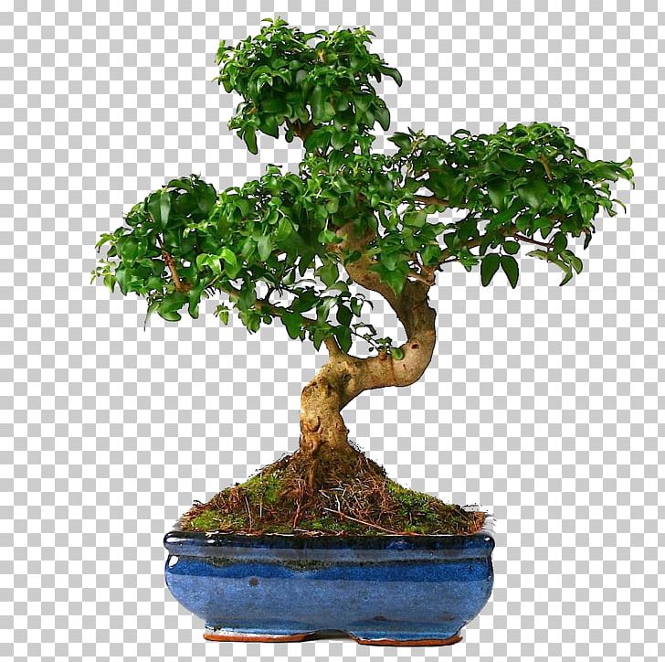 Bonsai Tree Houseplant Sageretia Theezans Chinese Elm PNG, Clipart, Bonsai, Chinese Elm, Elm, Flowerpot, Garden Free PNG Download
