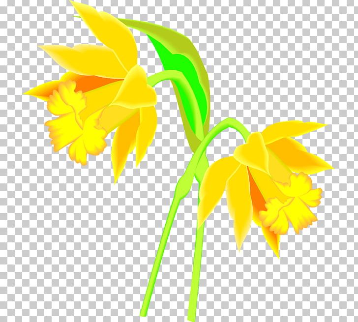 Cut Flowers PNG, Clipart, Cut Flowers, Download, Flora, Flower, Flowering Plant Free PNG Download