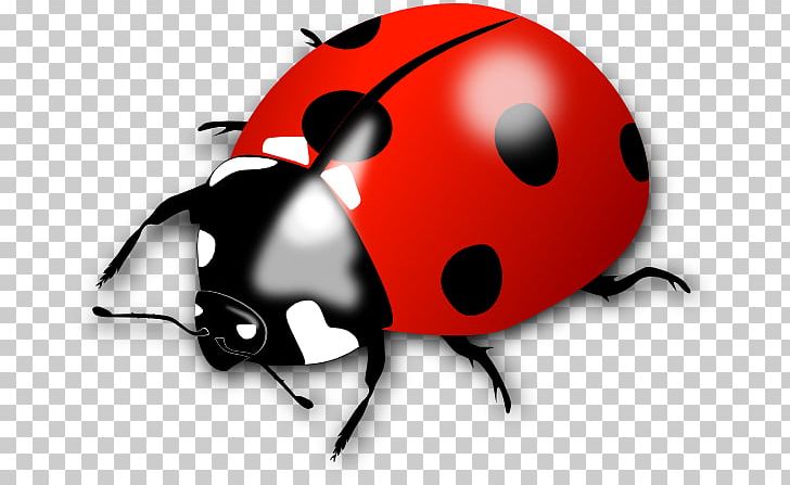 Ladybird Beetle Portable Network Graphics Open PNG, Clipart, Animals, Arthropod, Beetle, Bicycle Helmet, Computer Icons Free PNG Download