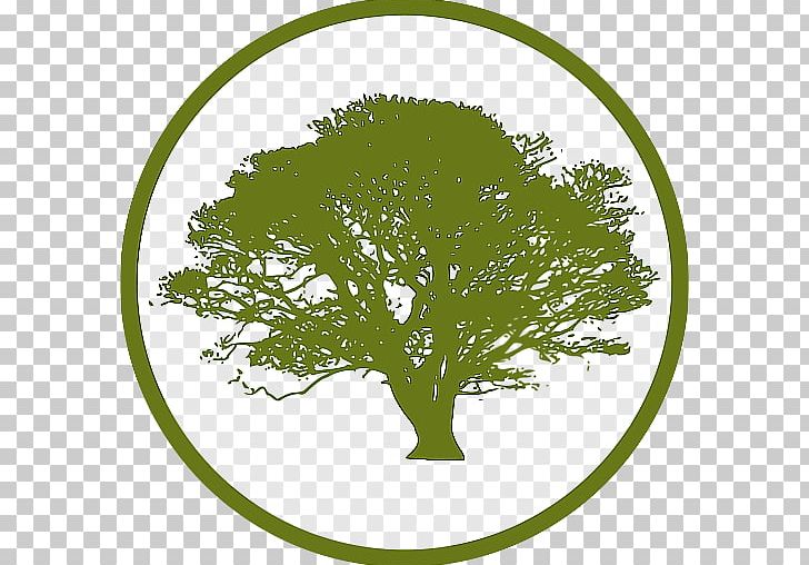 Tree Hardwood BiggerPockets PNG, Clipart, Branch, Child, Circle, Company, Drawing Free PNG Download