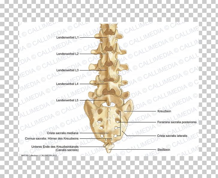 Bone Vertebral Column Lumbar Vertebrae Sacrum PNG, Clipart, Anatomy, Angle, Bone, Brass, Diagram Free PNG Download