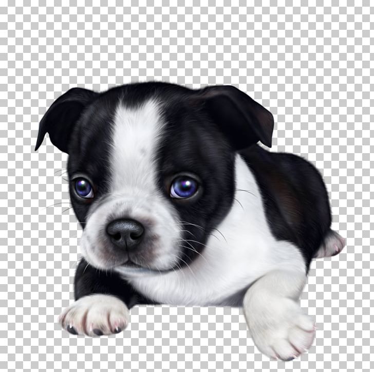 Boston Terrier Olde English Bulldogge Puppy Companion Dog PNG, Clipart, 2017, 2018, Animals, Blog, Boston Terrier Free PNG Download