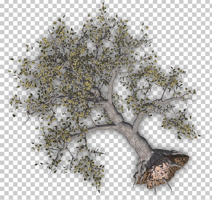 Twig Tree PNG, Clipart, Branch, Felling, Forest, Free Content, Kalpavriksha Free PNG Download
