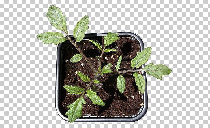 Cherry Tomato Leaf Plants Your Indoor Garden PNG, Clipart, Cherry Tomato, Fertilisers, Flowerpot, Herb, Information Free PNG Download