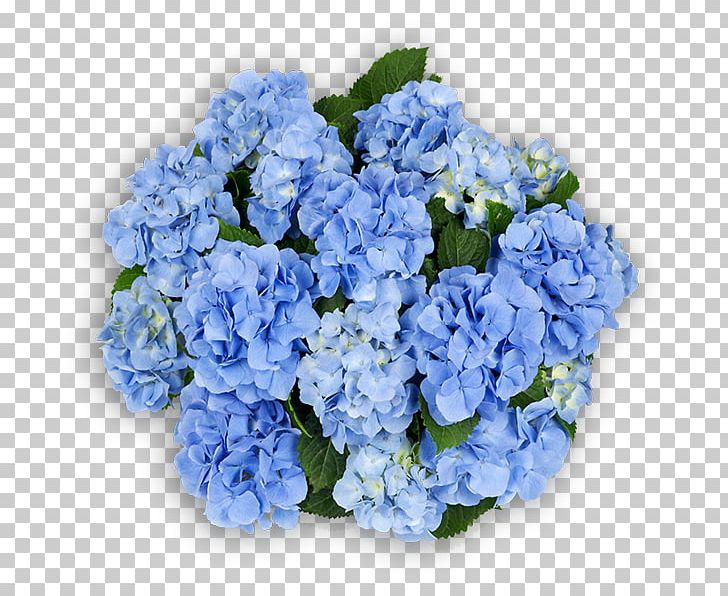 Hydrangea Cut Flowers Blue Pink PNG, Clipart, Annual Plant, Blue, Cornales, Cut Flowers, Floral Design Free PNG Download