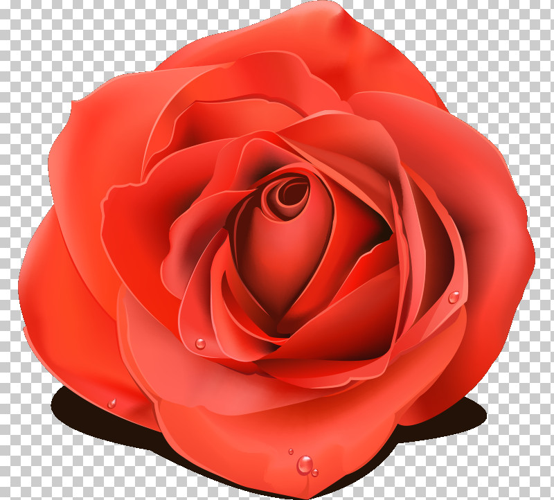 One Flower One Rose Valentines Day PNG, Clipart, Artificial Flower, Camellia, China Rose, Closeup, Cut Flowers Free PNG Download