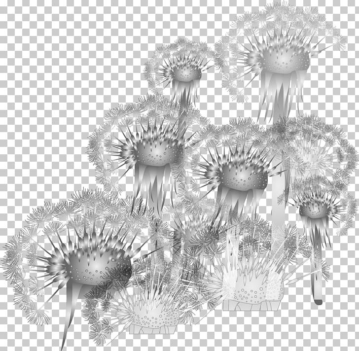 Common Dandelion PNG, Clipart, Bla, Black And White, Dandelion Flower, Dandelion Vector, Encapsulated Postscript Free PNG Download