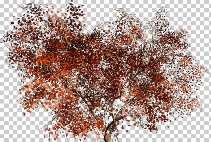 Branch American Sycamore Tree Woody Plant PNG, Clipart, American Sycamore, Bonsai, Branch, Computer Icons, Evergreen Free PNG Download