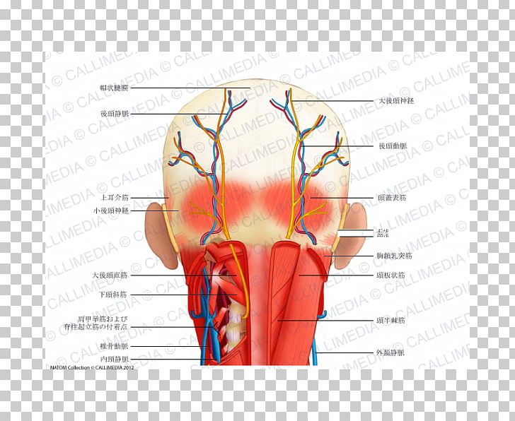 Head And Neck Anatomy Human Head Muscle PNG, Clipart, Anatomy, Angle, Arm, Blood Vessel, Diagram Free PNG Download