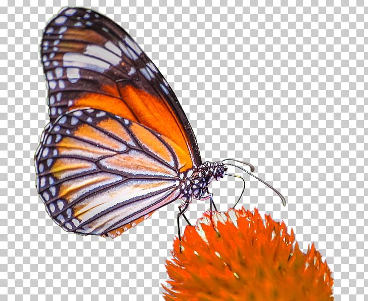 Monarch Butterfly Pieridae Gossamer-winged Butterflies Brush-footed Butterflies PNG, Clipart, Arthropod, Brush Footed Butterfly, Butterfly, Color Pigments, Insect Free PNG Download