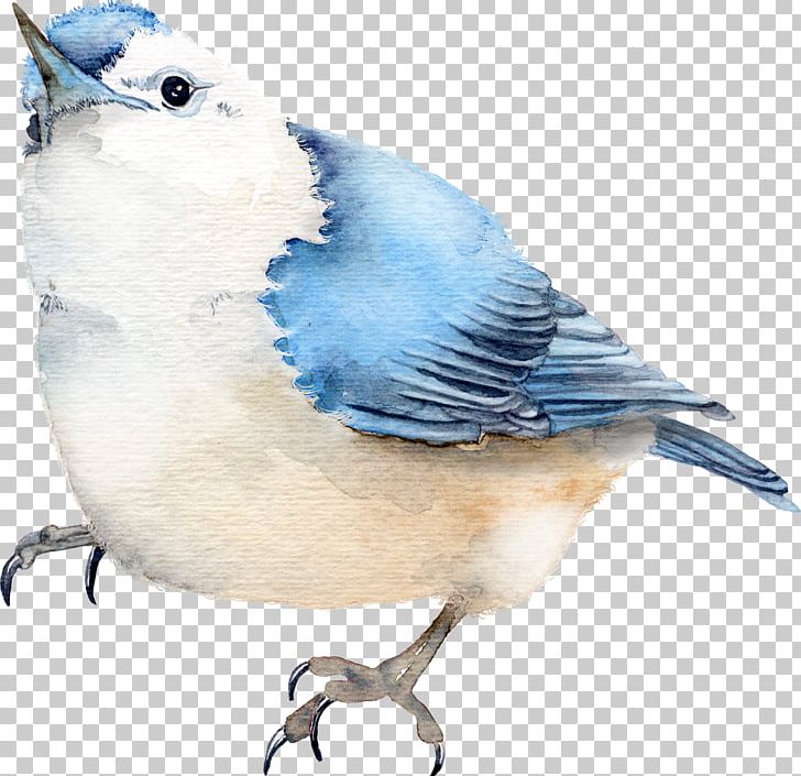 Portable Network Graphics Text Website Bird PNG, Clipart, Animal, Beak, Bird, Bird Cartoon, Bluebird Free PNG Download