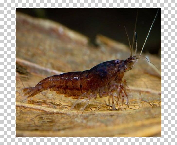 Grasshopper Fauna Pest Cricket Seafood PNG, Clipart, Animal Source Foods, Cricket, Cricket Like Insect, Fauna, Fish Free PNG Download