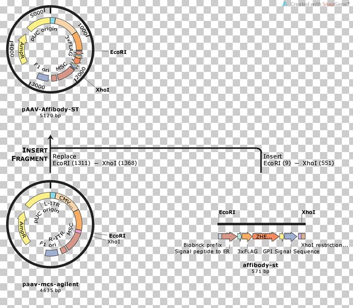 International Genetically Engineered Machine DCas9 Activation System Plasmid Cloning Adeno-associated Virus PNG, Clipart, Adenoassociated Virus, Area, Biology, Cancer Cell Germ Map, Cas9 Free PNG Download