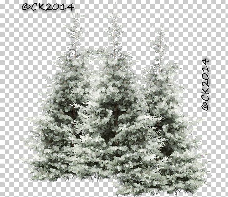 Spruce Fir Pine Christmas Tree Larch PNG, Clipart, Branch, Branching, Christmas, Christmas Decoration, Christmas Ornament Free PNG Download