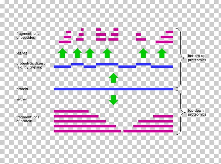 Top-down Proteomics Top-down And Bottom-up Design Mass Spectrometry Bottom-up Proteomics PNG, Clipart, Angle, Magenta, Material, Miscellaneous, Number Free PNG Download