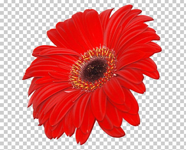 Transvaal Daisy Stock.xchng Common Daisy Stock Photography PNG, Clipart, Annual Plant, Asterales, Chrysanths, Clip Art, Color Free PNG Download