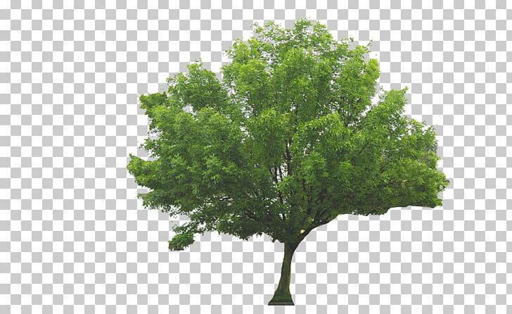 Tree Sermon Genesis Plant Covenant Baptist Church PNG, Clipart, Abraham, Branch, Covenant Baptist Church, Evergreen, Genesis Free PNG Download