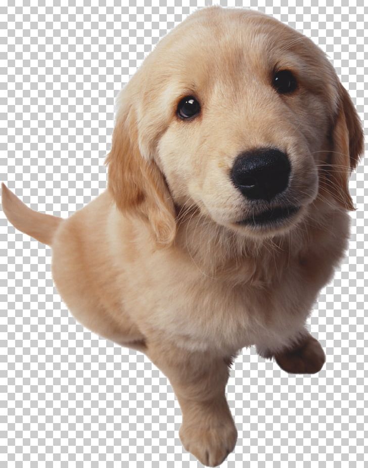 Dogs PNG, Clipart, Dogs Free PNG Download