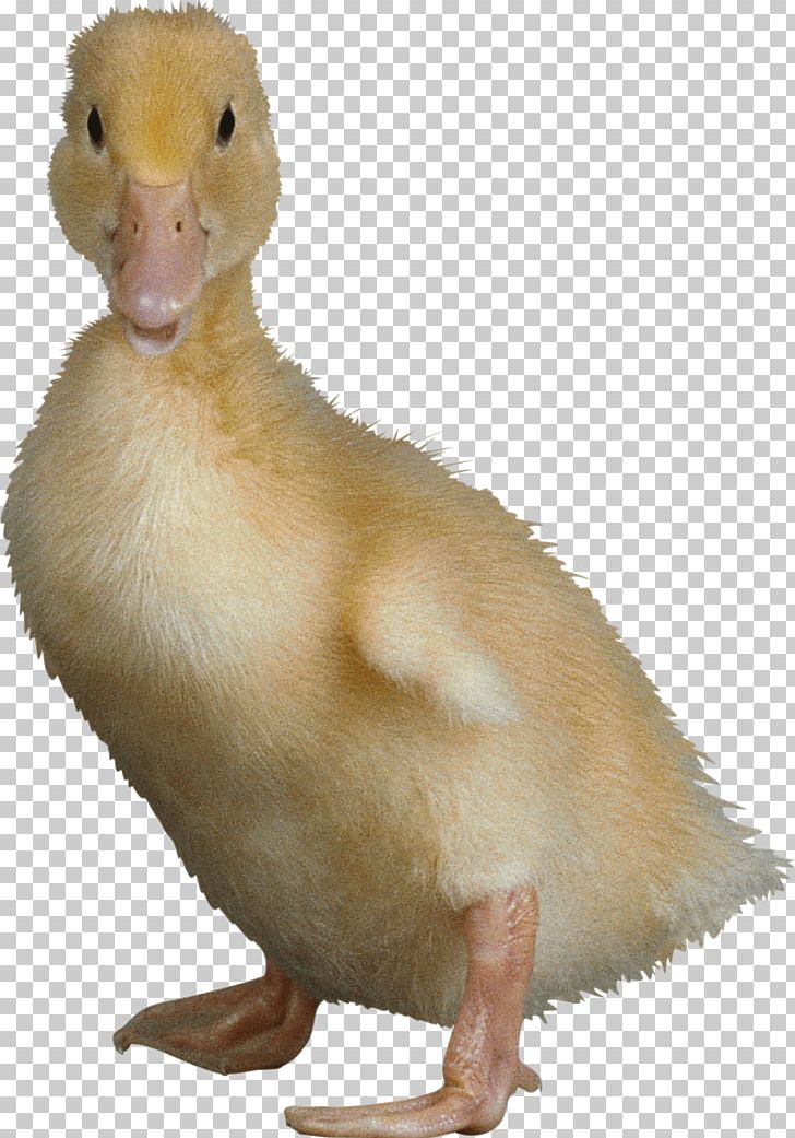 Domestic Duck Bird Wing PNG, Clipart, Adorable, Akitainu, Animal, Animals, Beak Free PNG Download