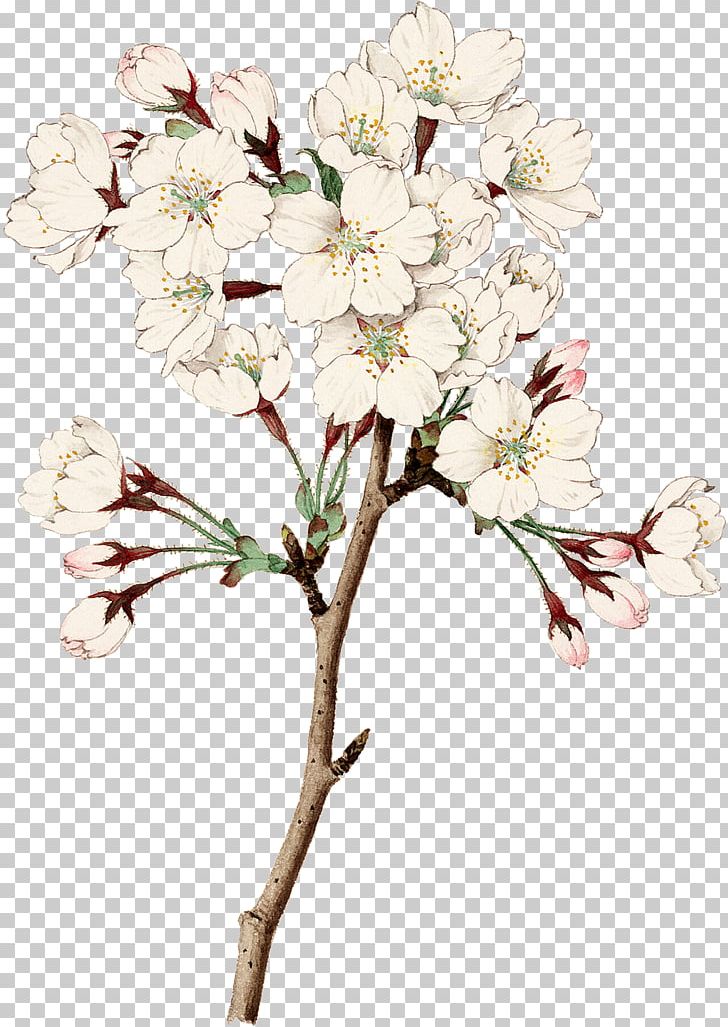 Floral Design Cut Flowers Cherry Blossom PNG, Clipart, Art, Blossom, Branch, Cherry, Cherry Blossom Free PNG Download