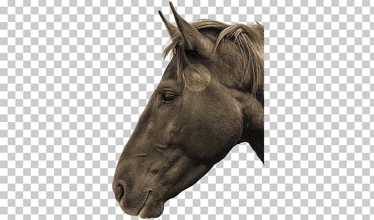 Horse Temporomandibular Joint Equine Dentistry Mane Stallion PNG, Clipart, Aec, Animals, Bridle, Chewing, Closeup Free PNG Download