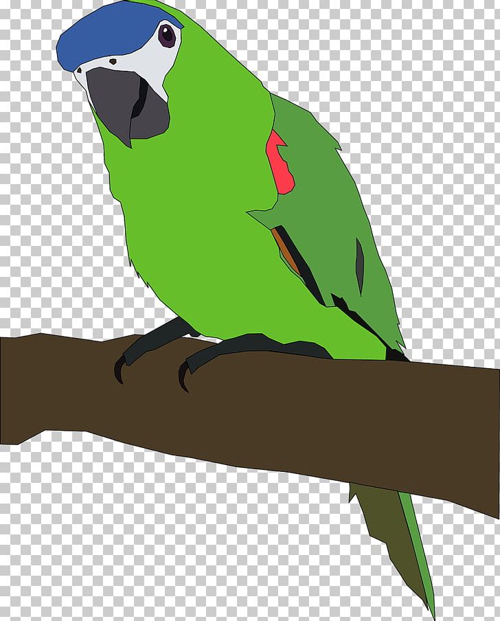 Parrot Bird Computer Icons Desktop PNG, Clipart, Animals, Beak, Bird, Blog, Common Pet Parakeet Free PNG Download