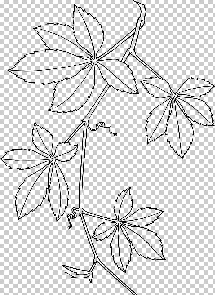 Virginia Creeper Boston Ivy Vine Parthenocissus Vitacea PNG, Clipart, Area, Artwork, Black And White, Boston Ivy, Branch Free PNG Download